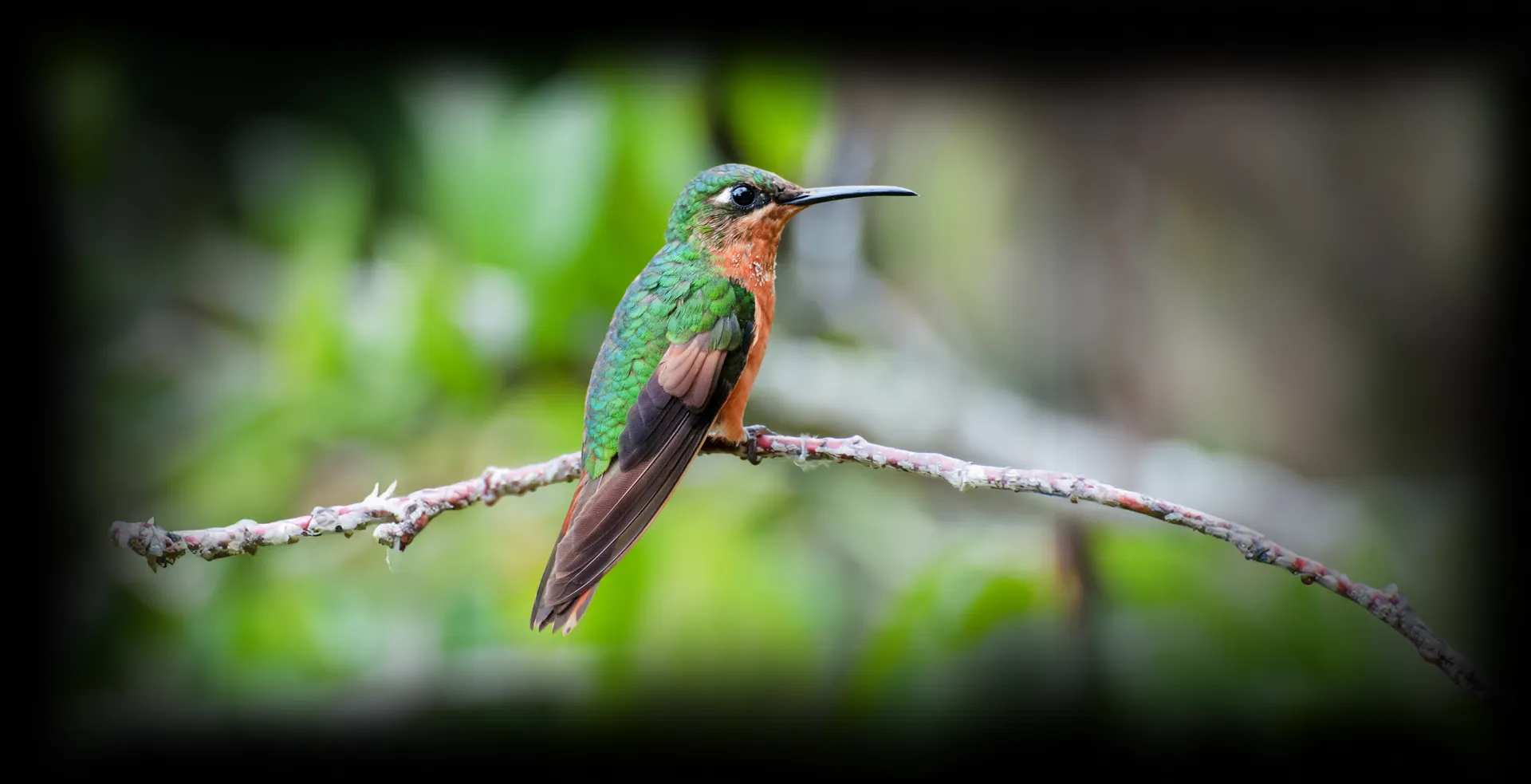 Imagem de fundo de Beija-Flor - Poytara